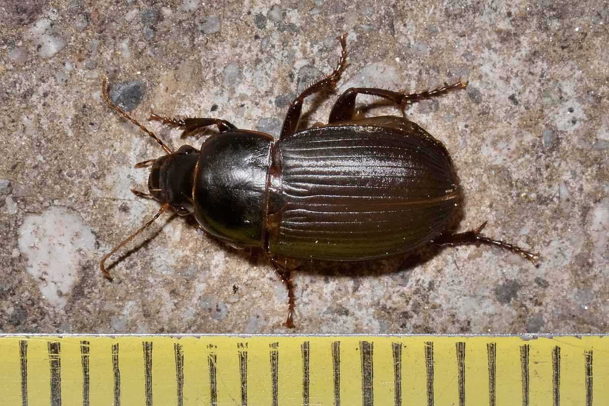 Harpalus sp.